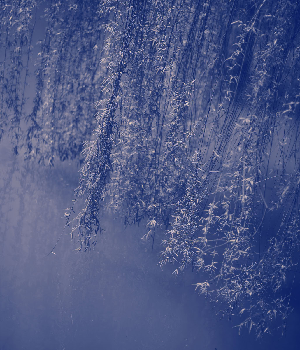 Bolzan-principale-sostenibilità-pino